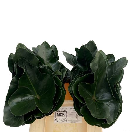 Anth Arrow Bl