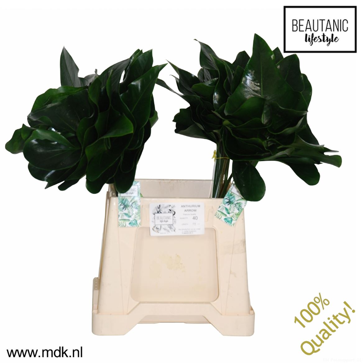 Anthurium Arrow Leaf 55cm 20cm Hd
