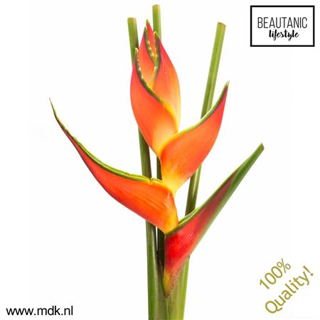 Helic Oriole Orange