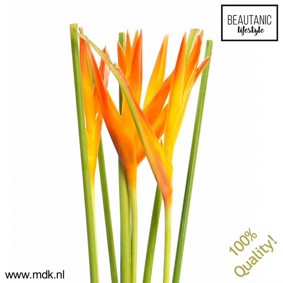 Heliconia Tropic Exotic 80cm