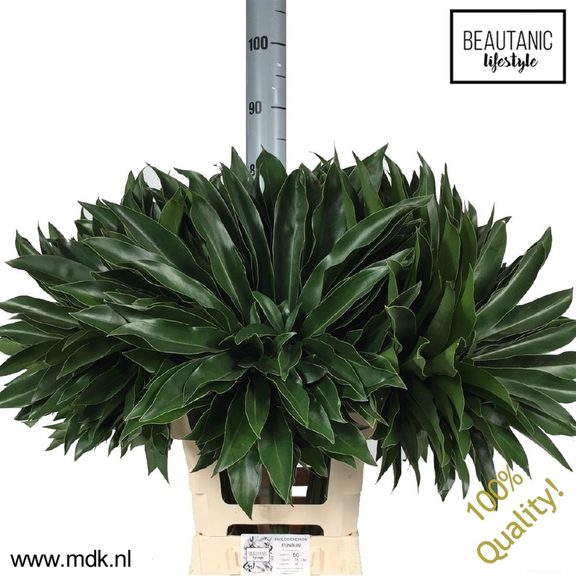 Philodendron Fun Bun 75cm 27cm Hd