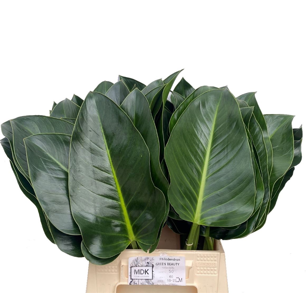 Philodendron Green Beauty 60cm 30cm Hd