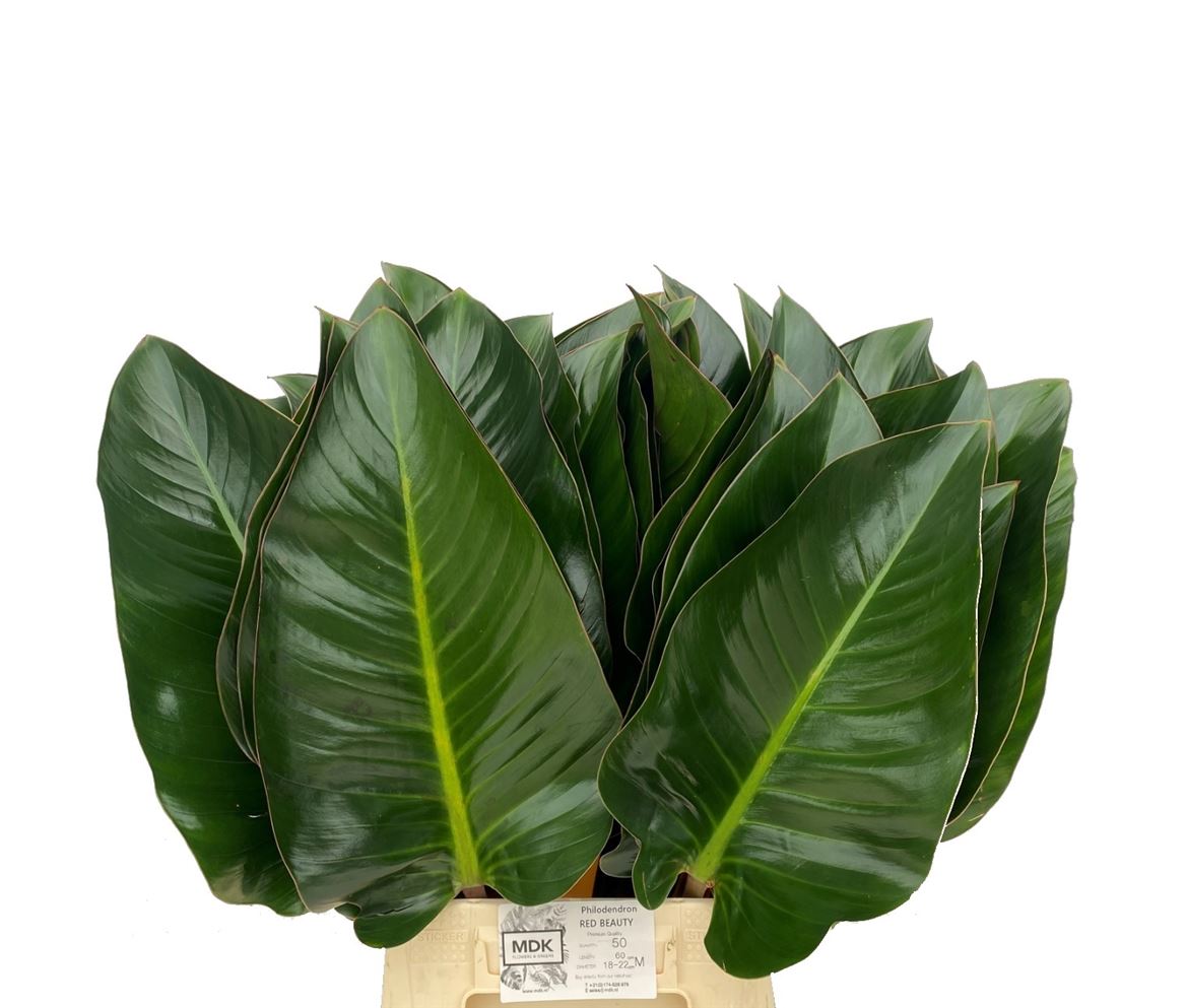 Philodendron Red Beauty 60cm 30cm Hd