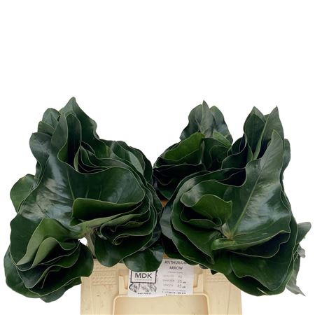 Anth Arrow Bl