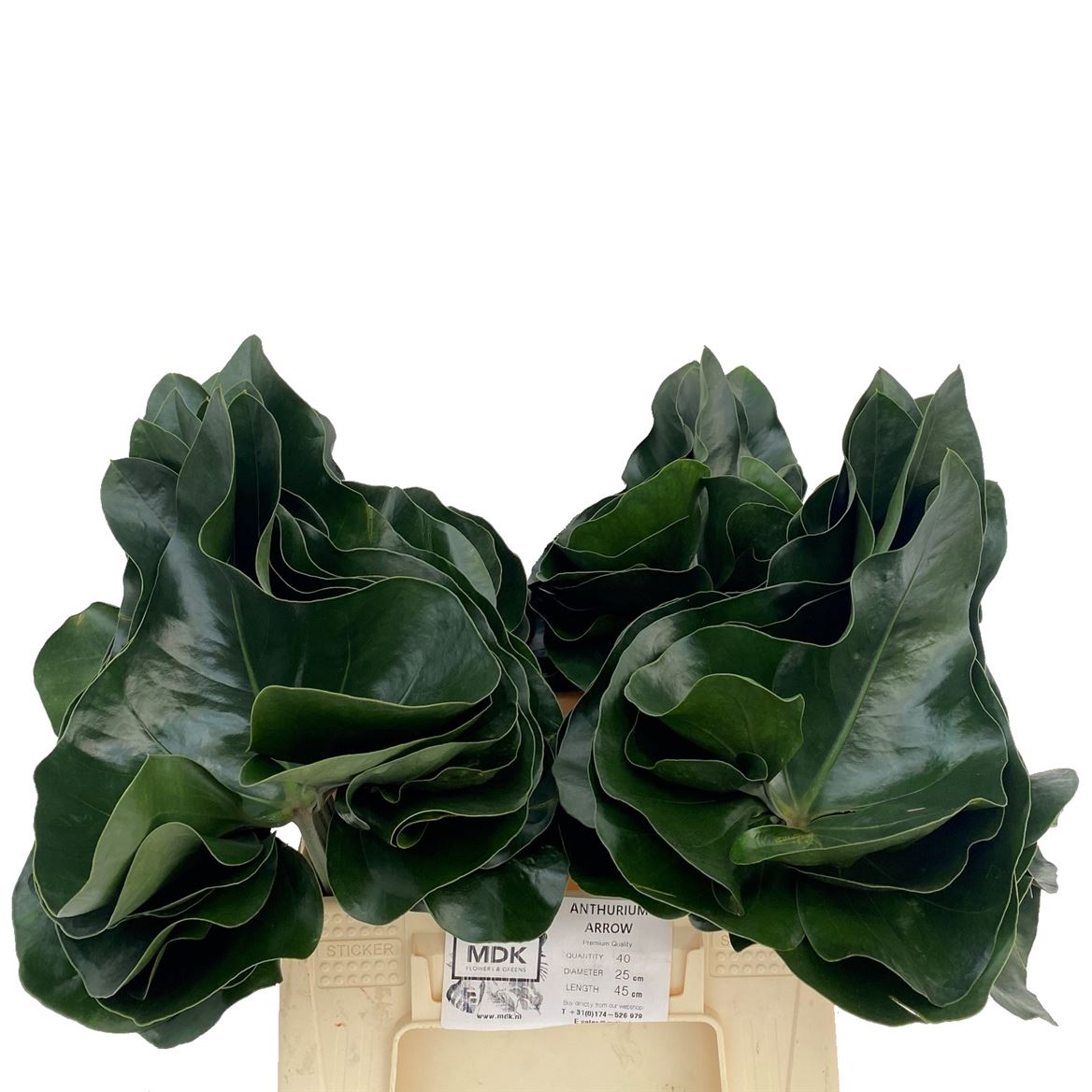 Anthurium Arrow Leaf 45cm 15cm Hd