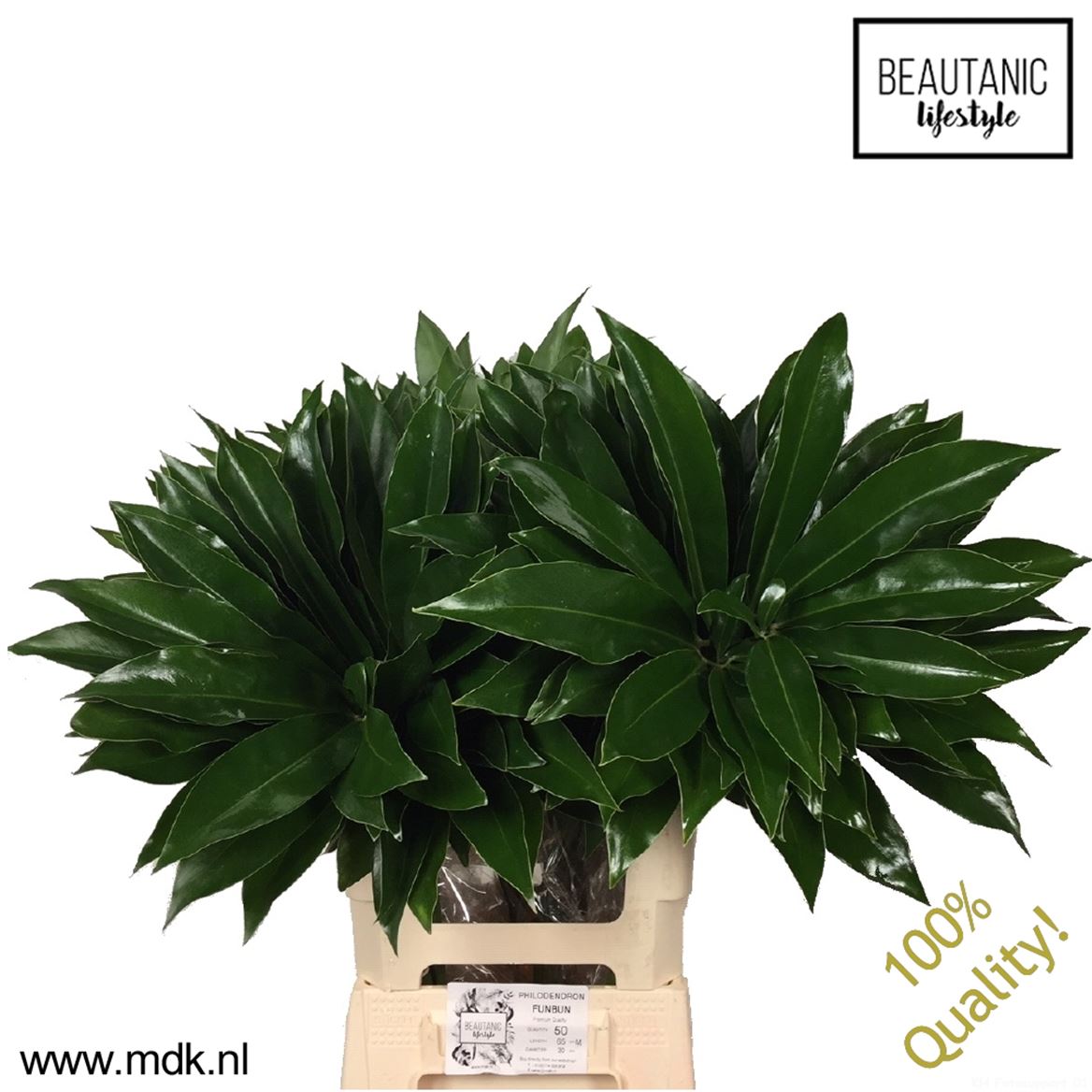 Philodendron Fun Bun 65cm