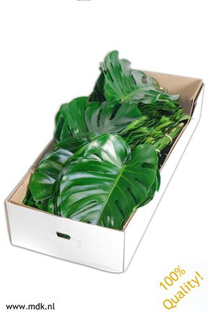 Monstera Blad