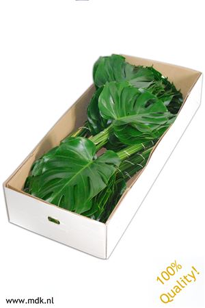 Monstera Blad