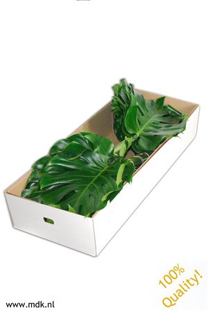Monstera Blad