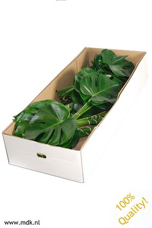 Monstera Blad