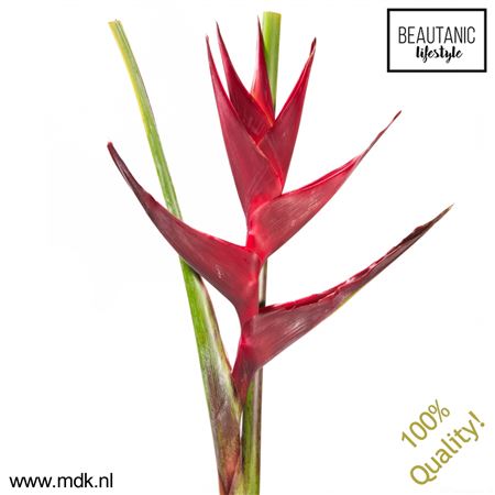 Heliconia Black Magic