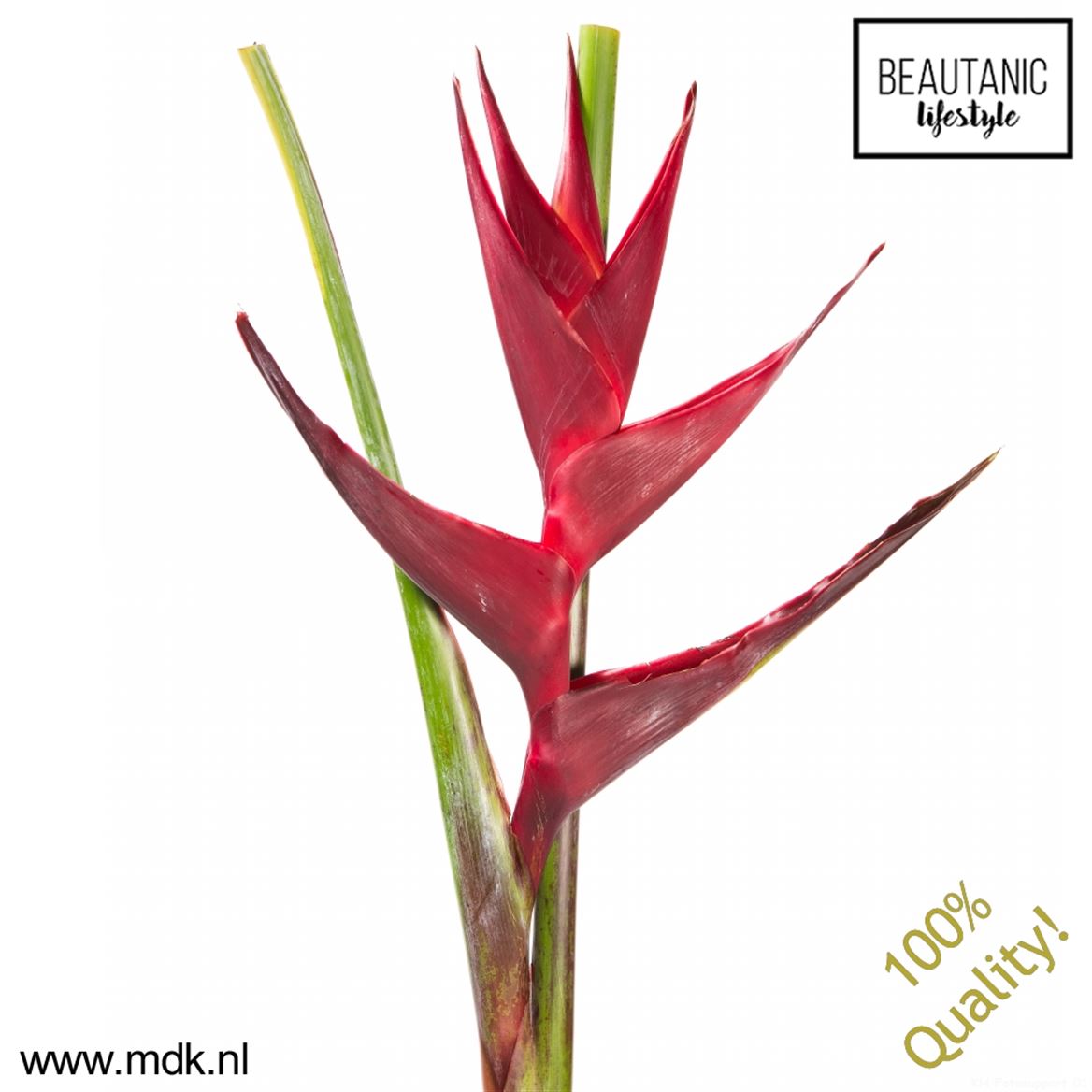 Heliconia Black Magic 90cm