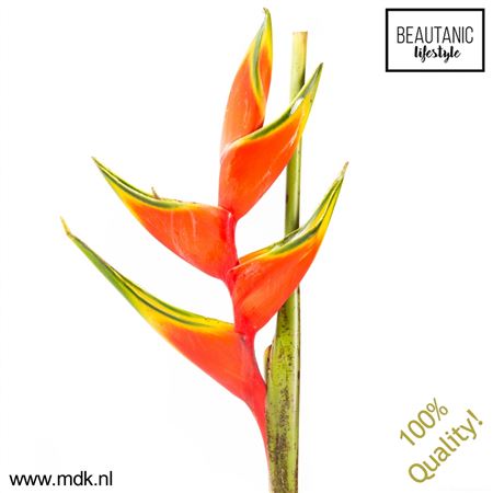 Heliconia Buea
