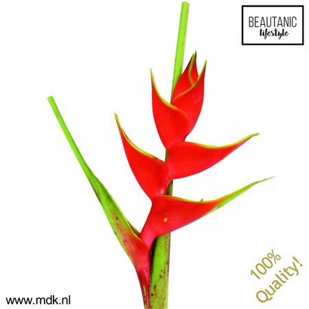 Heliconia Wagneriana Red