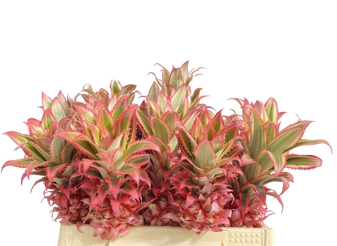 Ananas Comosus Purple Compacta 40cm