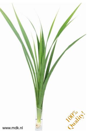 Pandanus Touffe Green