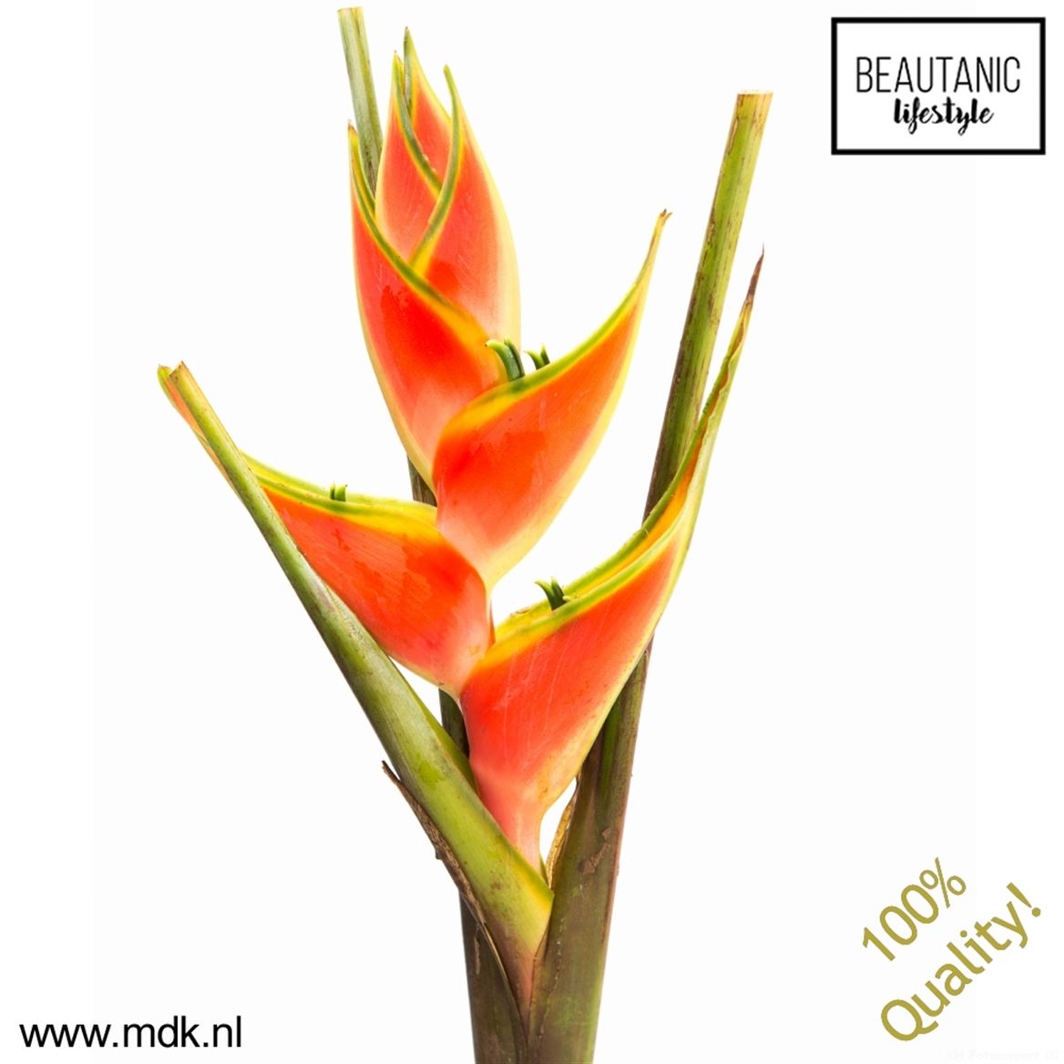 Heliconia Red Jewel 100cm