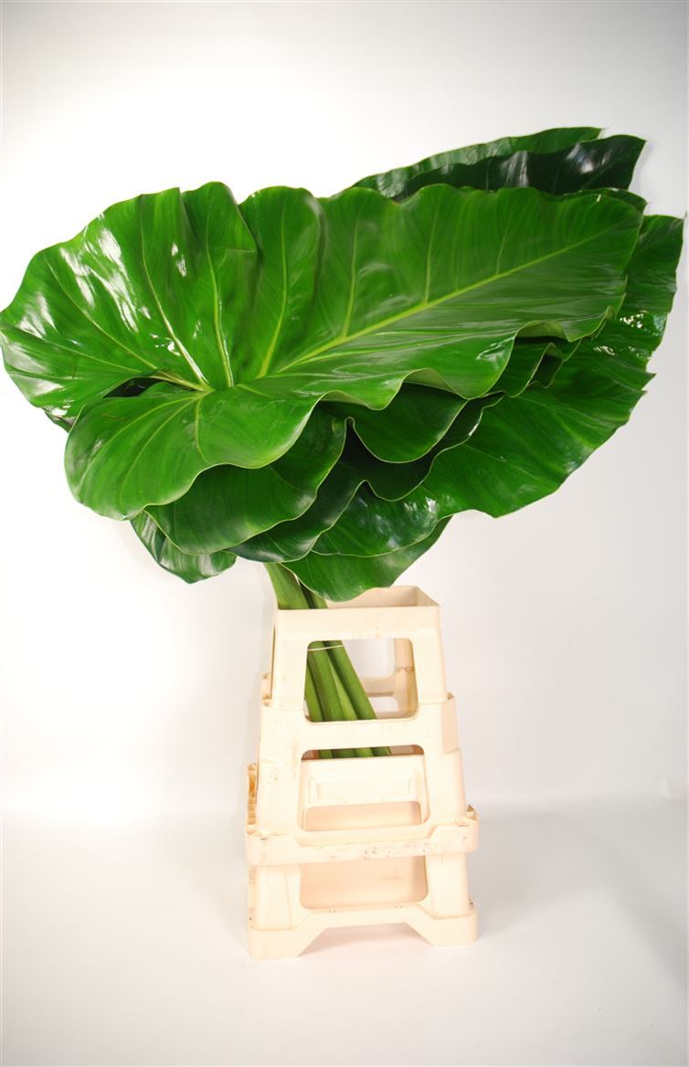 Philodendron Giganteum 90cm 45cm Hd