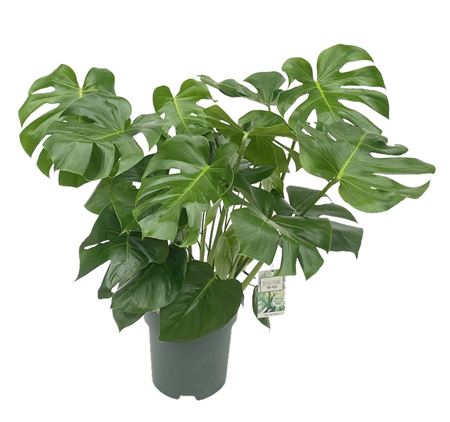 Monstera Deliciosa