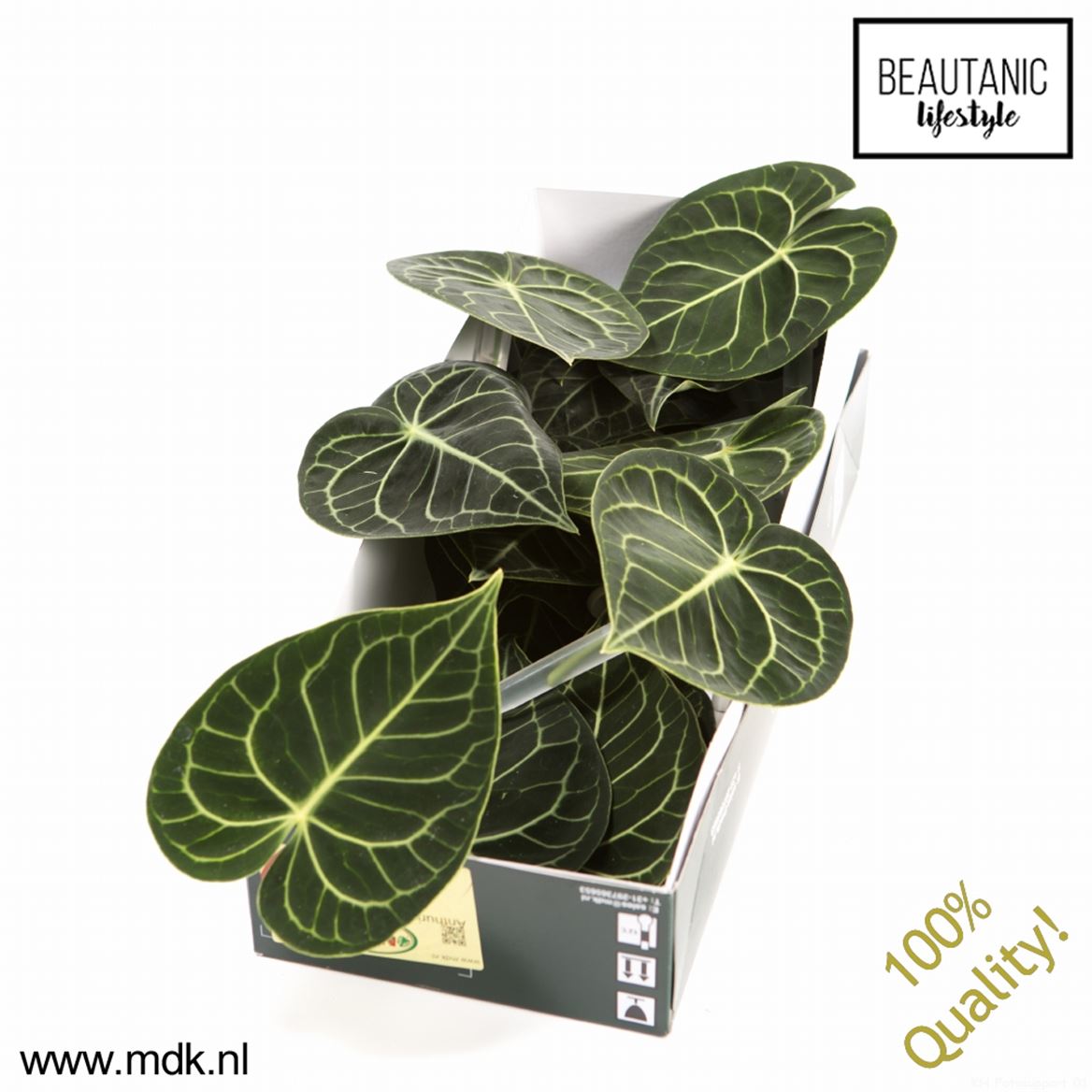 Anthurium Clarinervium Leaf 12cm 10cm Hd