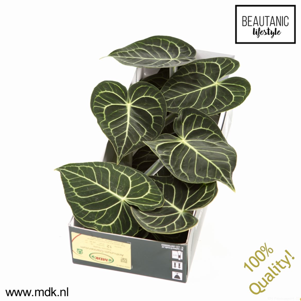 Anthurium Clarinervium Leaf 12cm 15cm Hd