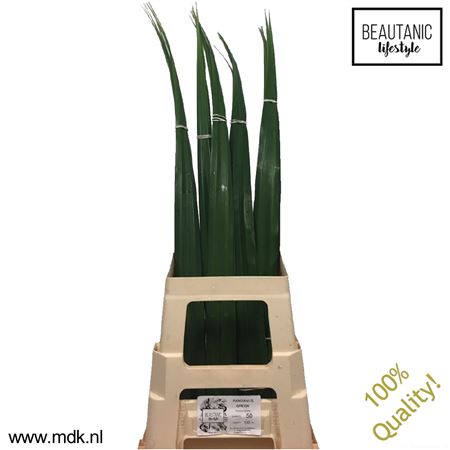 Pandanus (blad)