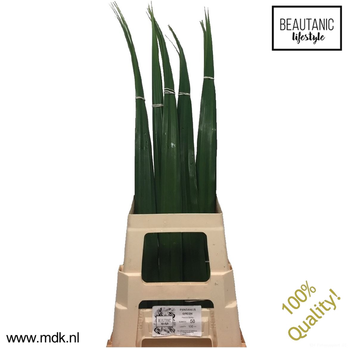 Pandanus Green 100cm