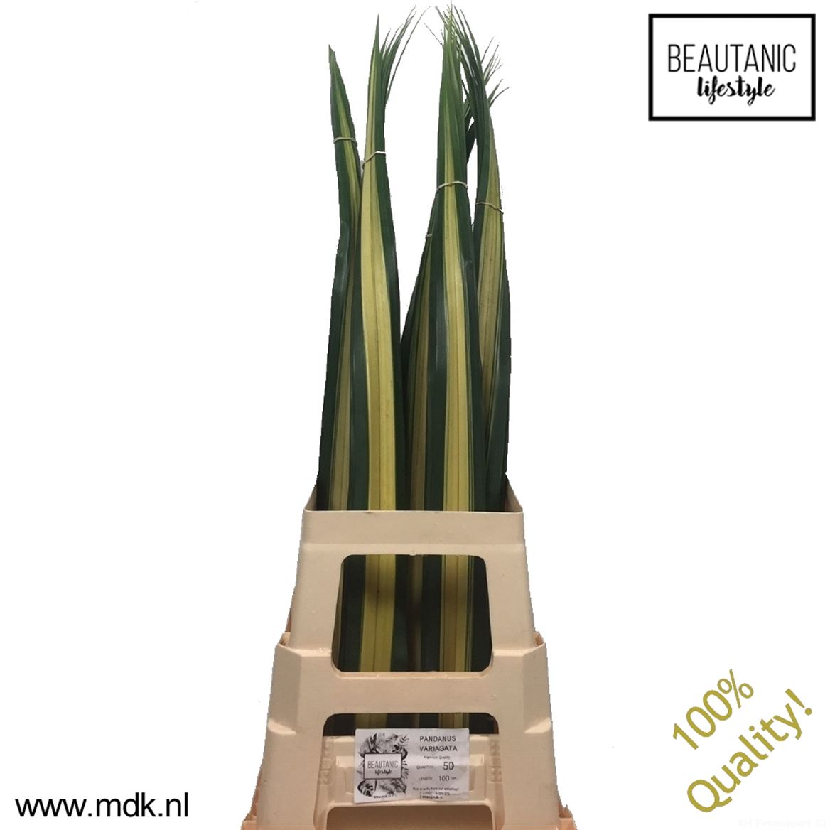 Pandanus Variegata 100cm