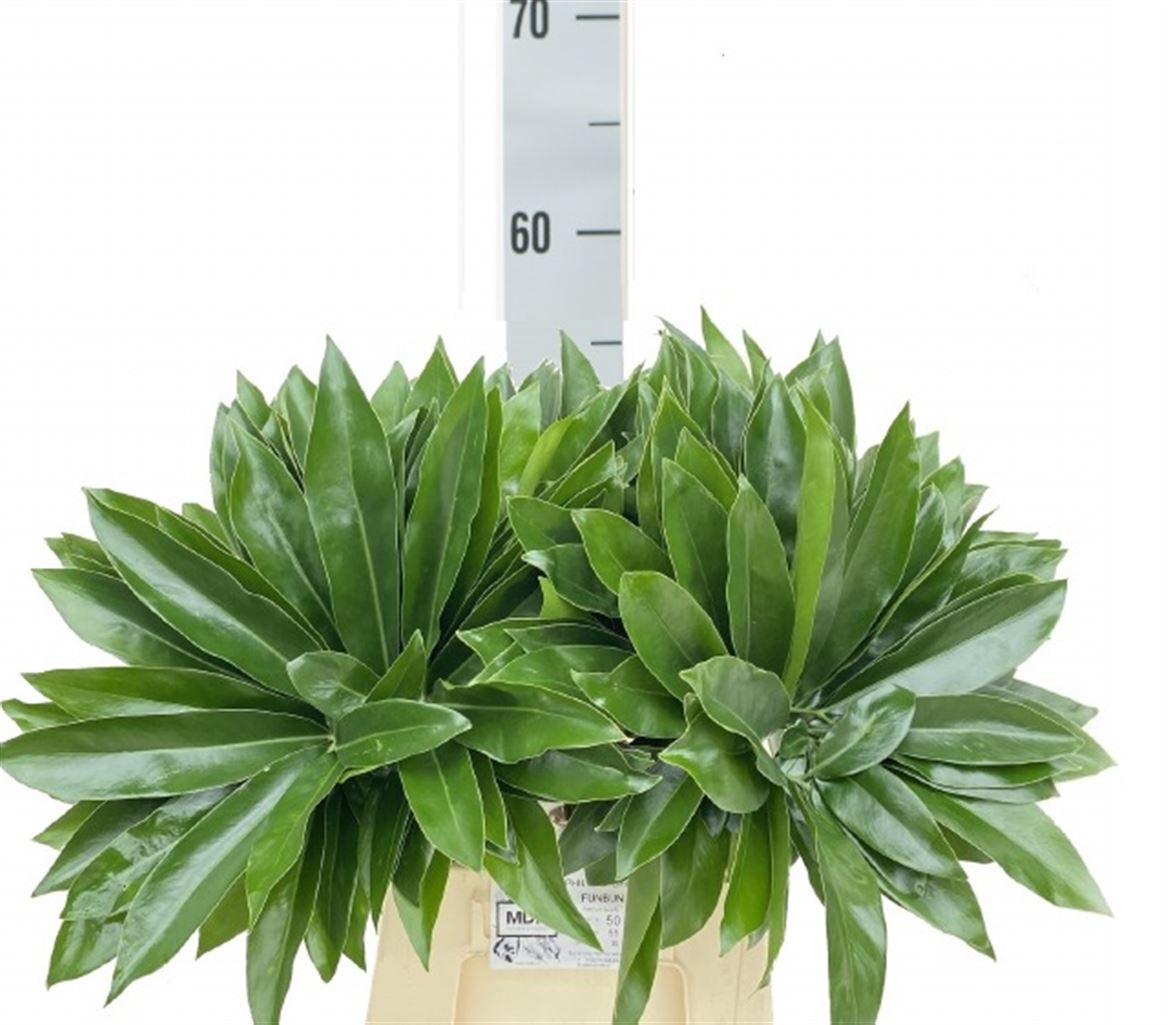 Philodendron Fun Bun 55cm