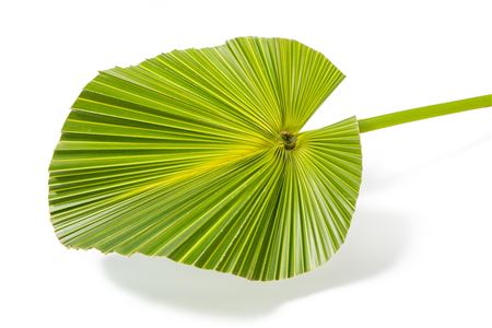 Livistona Rotundifol