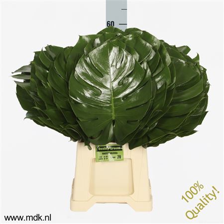 Monstera Blad