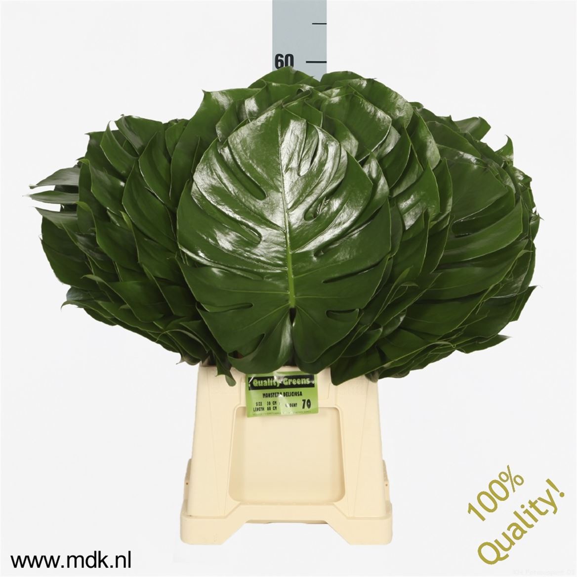 Monstera Leaf 60cm 30cm Hd