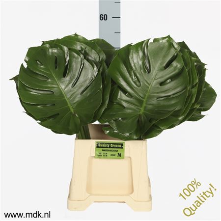Monstera Blad