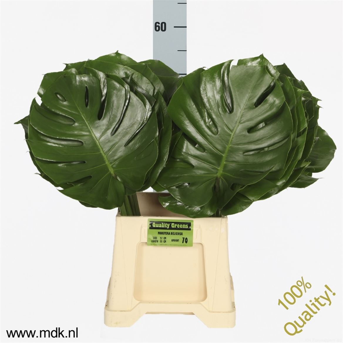 Monstera Leaf 55cm 27cm Hd