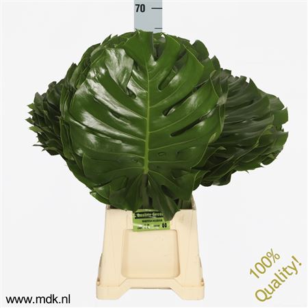 Monstera Blad
