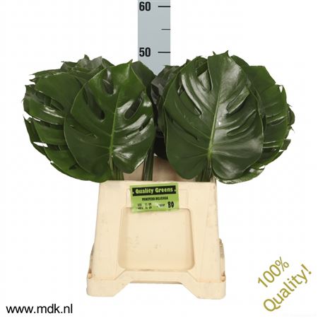 Monstera Blad