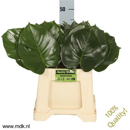 Monstera Blad