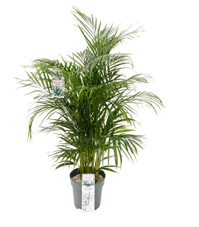 Dypsis Lutescens