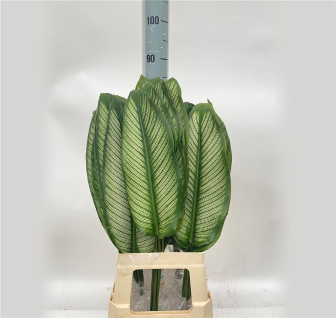 Calathea White 80cm