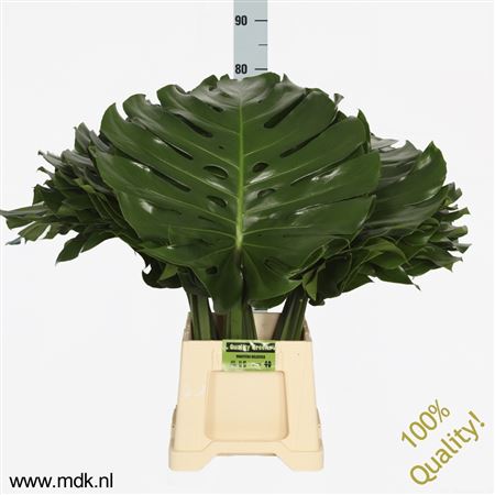 Monstera Blad