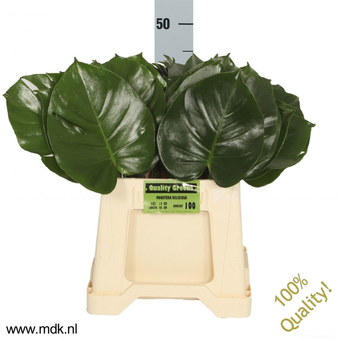Monstera Leaf 40cm 10cm Hd