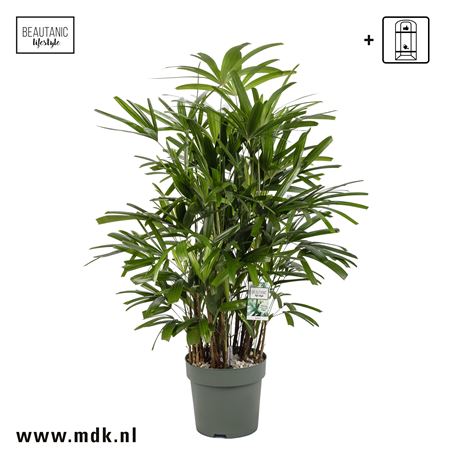 Rhapis Excelsa