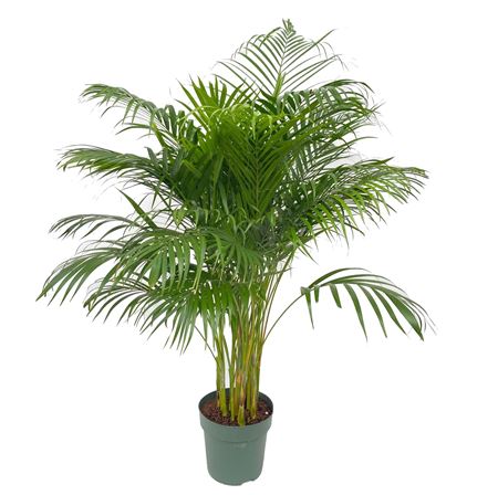 Dypsis Lutescens