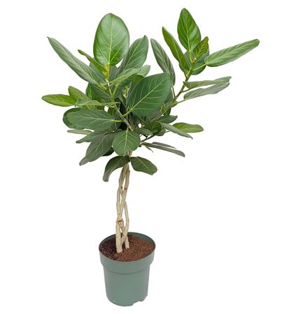 Ficus Beng Audrey