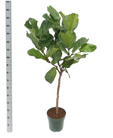 Ficus Lyrata