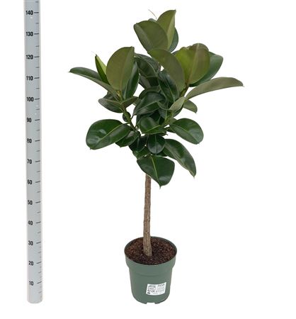 Fic El Robusta