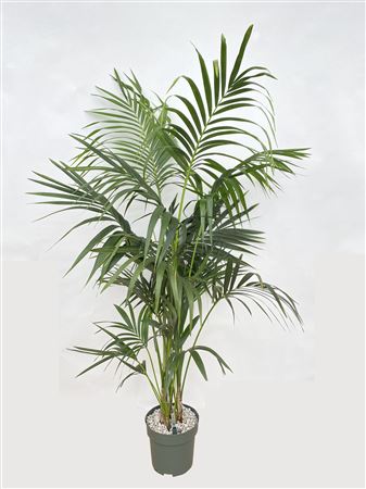 Howea Forsteriana