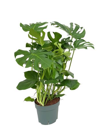 Monstera Deliciosa