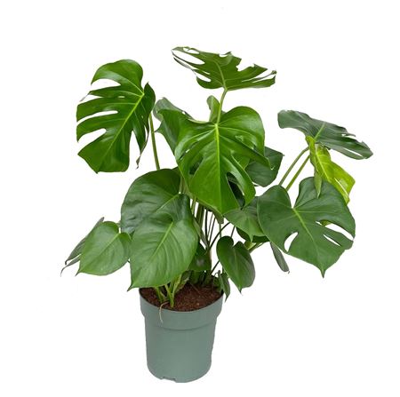 Monstera Deliciosa