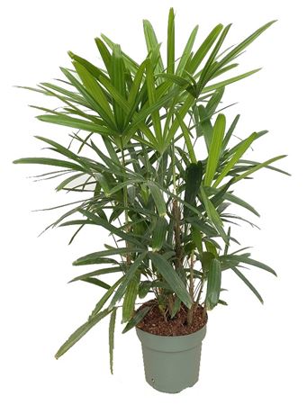 Rhapis Excelsa